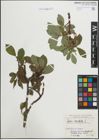 Foto von Salix hastata L.